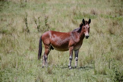 filhote de cavalo com jumenta|CRUZA JUMENTA COM CAVALO